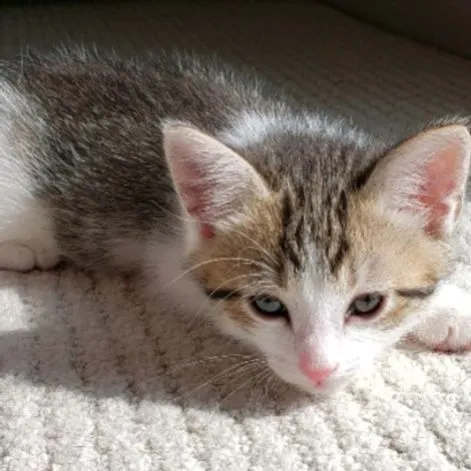 Котенок Мушучка яхши кулларга — фото 2
