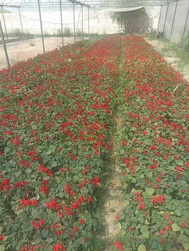 Katarantus gullari 5 Katarantus gullari 5