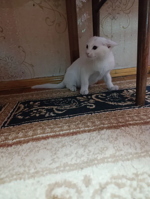 Mushukni bepul beraman. Artist, ko‘p o‘ynashni yaxshi ko‘radi 3