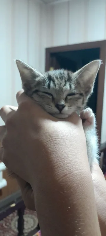kichkina mushukcha 2 kichkina mushukcha 2