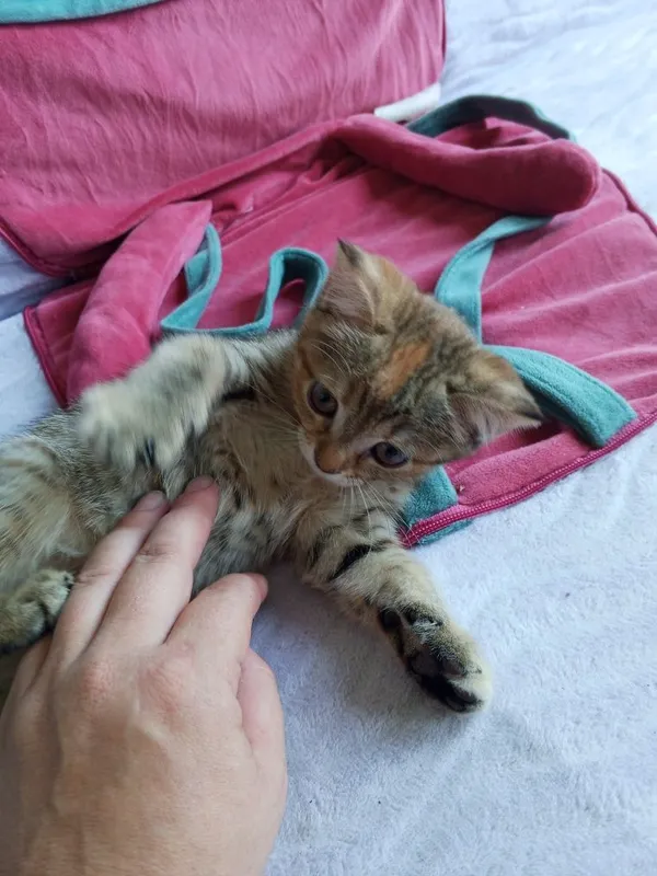 Котенок скотиш страйт 4 Котенок скотиш страйт 4