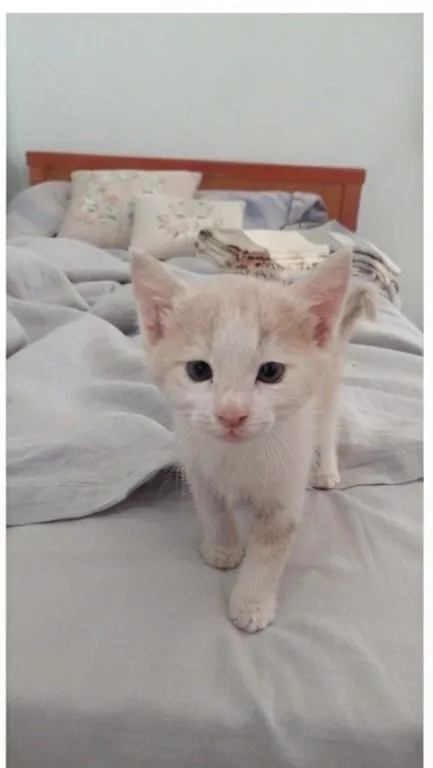 кошечка ищет хозаена 2