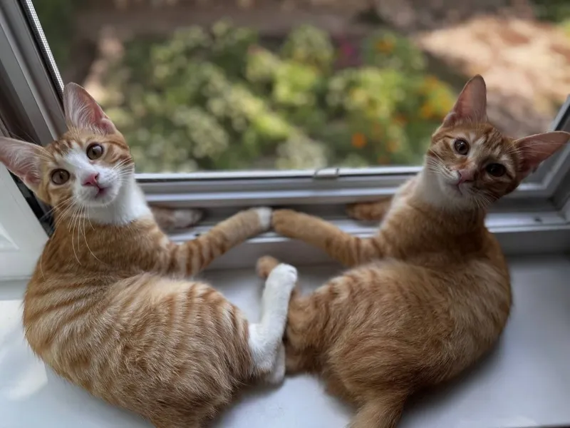 Котята отдам даром 1 Котята отдам даром 1