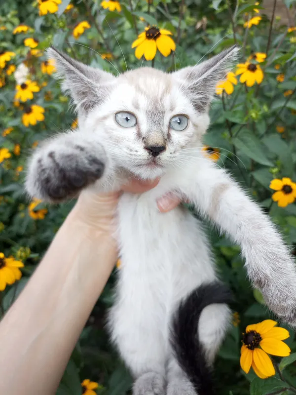 Пристраиваются котята 5