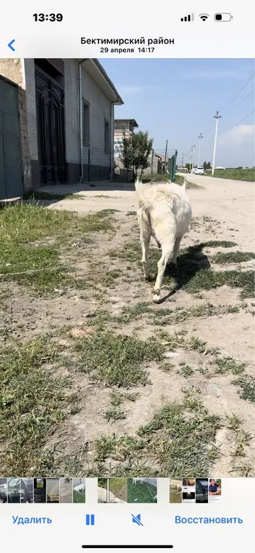 Zanin echki sutlik 3 litir sut olingan 2 ta