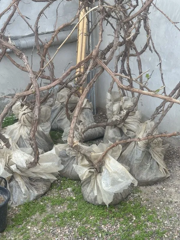 Uzum ko’chat sotiladi 30mindan 100mingacha — фото 1