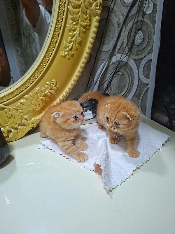 Котята кошки шотландский котёнок шотландская скоттиш фолд девочки — фото 4 Котята кошки шотландский котёнок шотландская скоттиш фолд девочки — фото 4