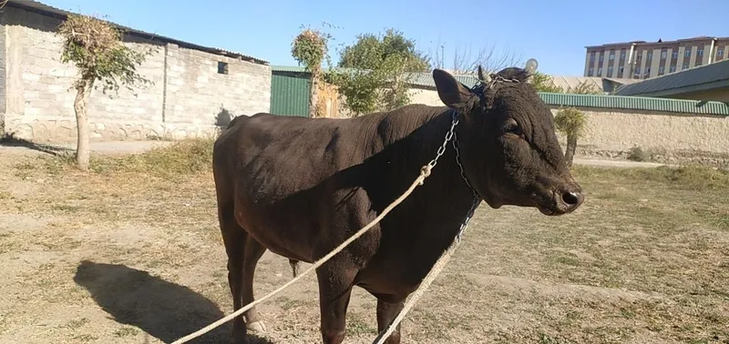 Продаётся молодой бык 3