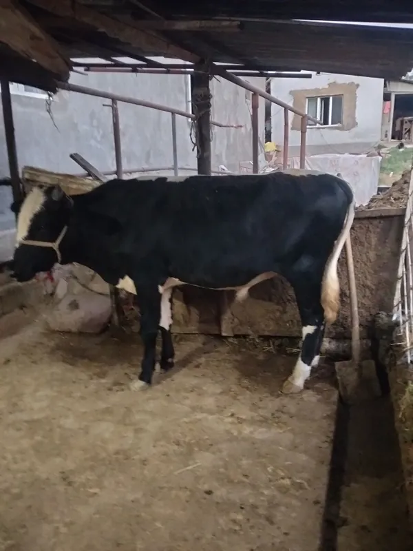 2 ta buqa sotiladi yoshiga tulgan 2