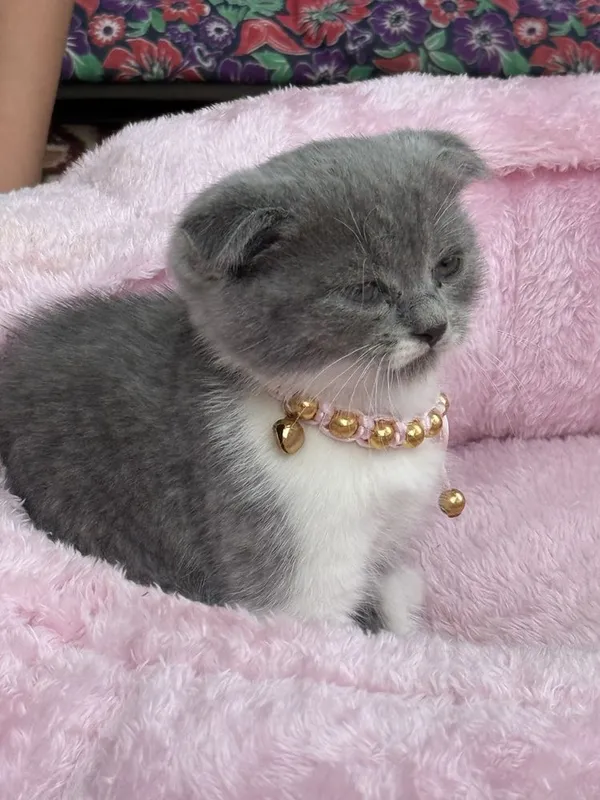 Продам котёнек Шотласдский 1 Продам котёнек Шотласдский 1