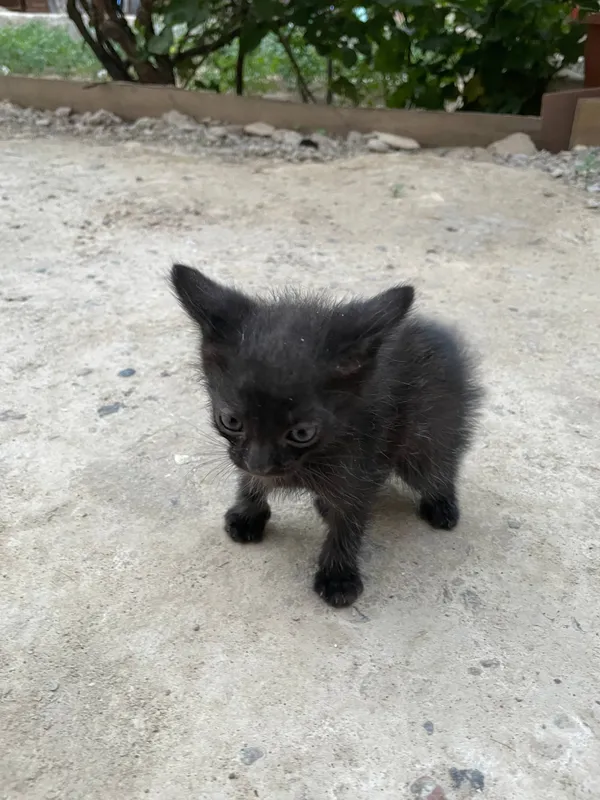 Mushuk bolalari bilan 3 Mushuk bolalari bilan 3