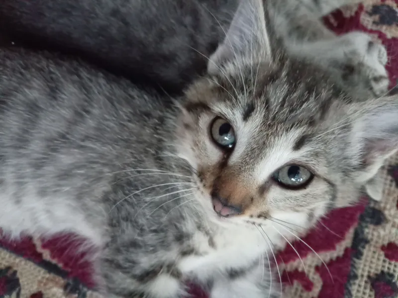 Котёнок 1 Котёнок 1