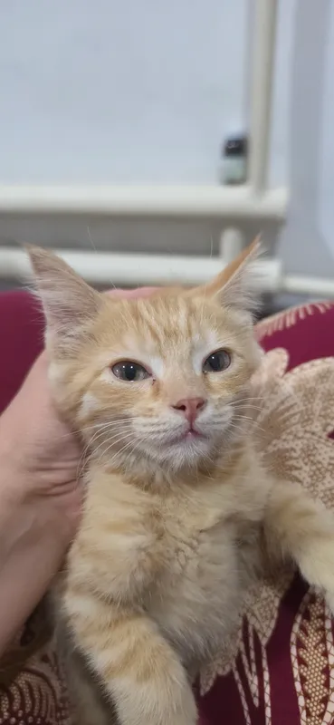 Бесплатно отдам котётка 2,5 месяца в хорошие руки — фото 2