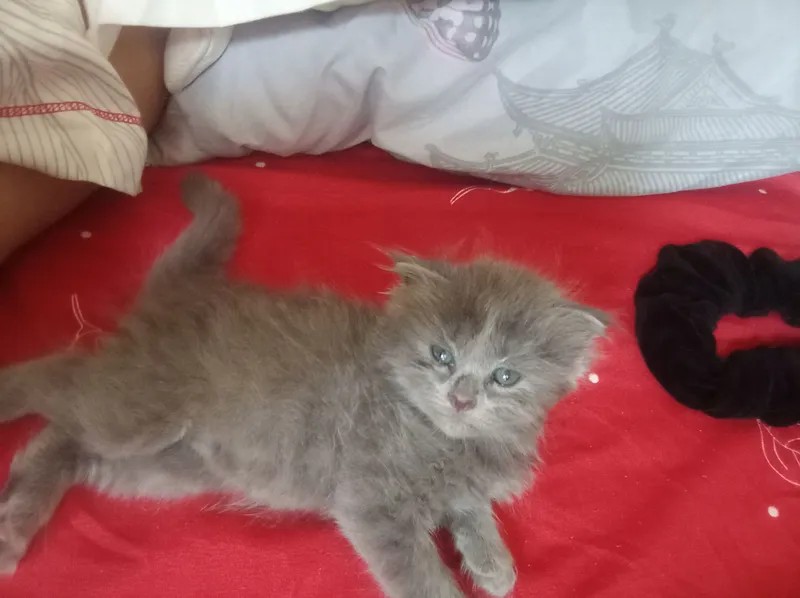Котята Muwuk 1 Котята Muwuk 1