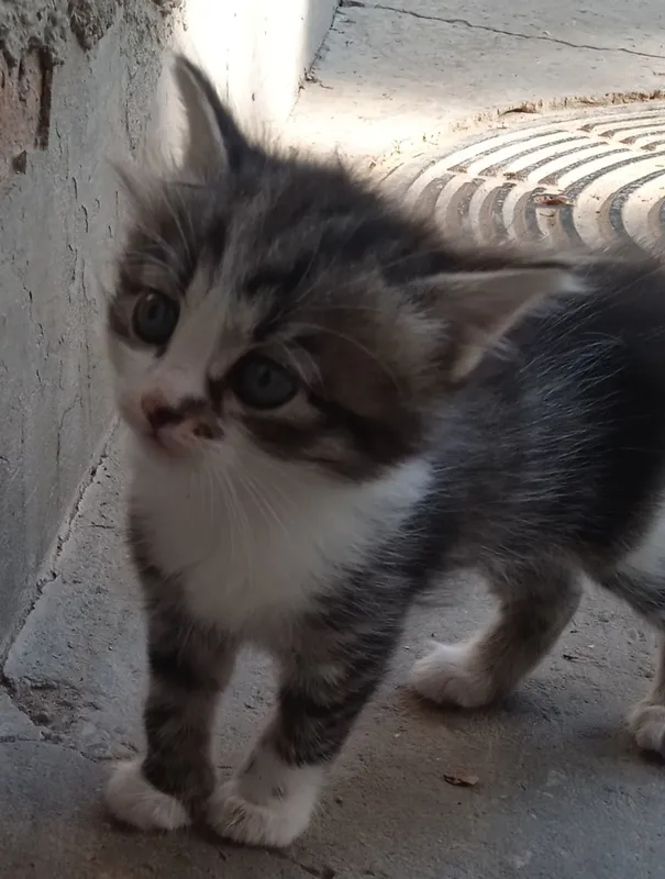 котята, — фото 4 котята, — фото 4