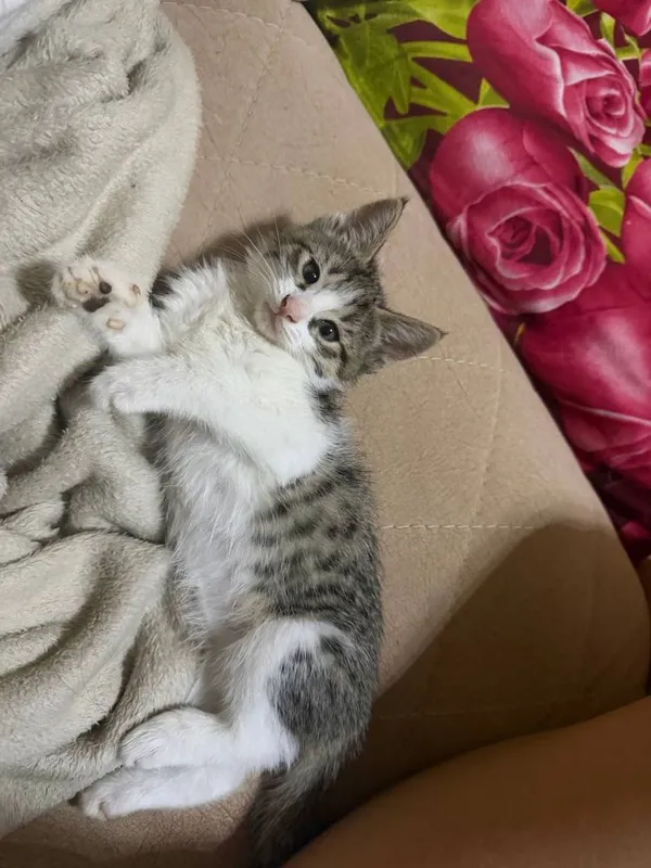 Кошечка в самые добрые руки Кошечка в самые добрые руки