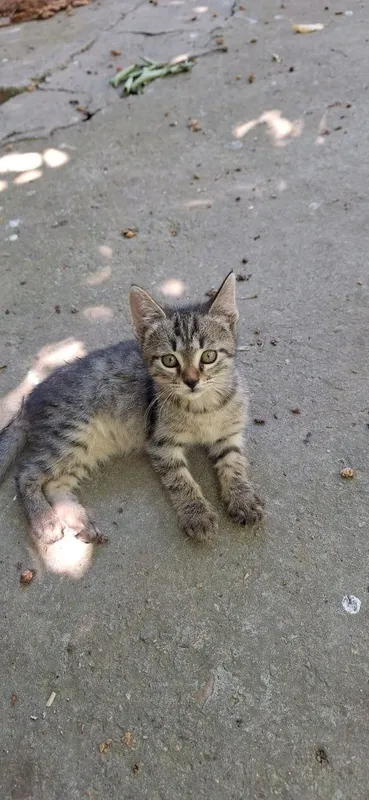Котёнок в добрые руки мальчик 2 месяца — фото 1