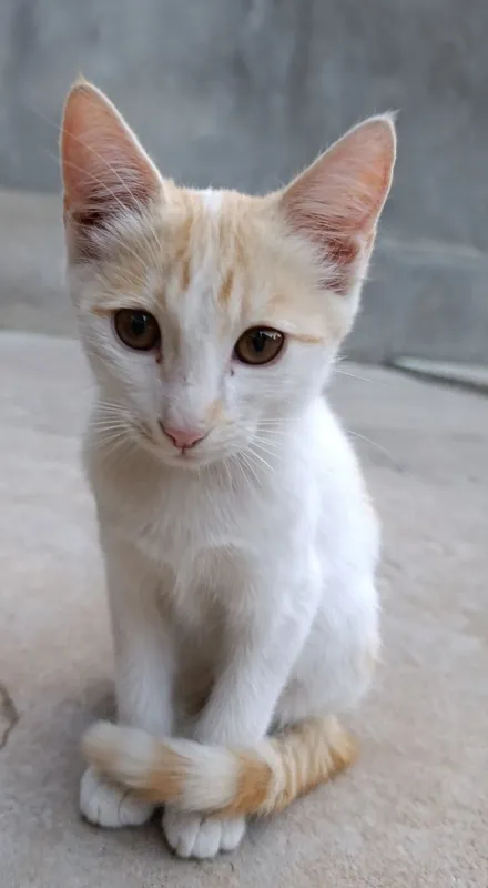 Mushuklar 3