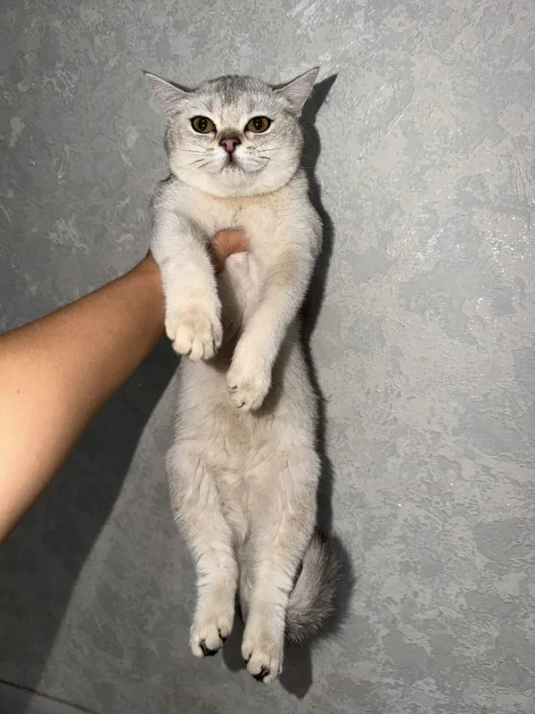 Zalatisti Shinshilla 2