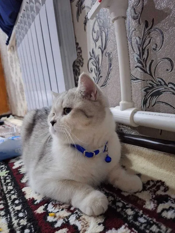 Вяска Британский шиншилла