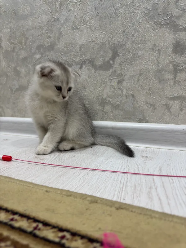 Toza zot nasıl osa boladi qiz ogil arzon narhda