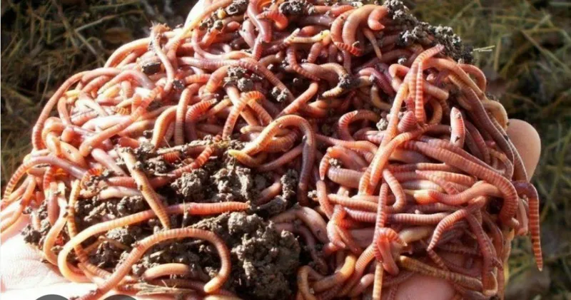 Baliq ovchilarga kaliforniya chuvalchanglari kotta miqdorda bor — фото 1