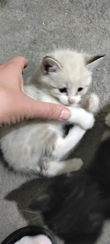 Котята домашние кушают самостоятельно ходят в латок — фото 2