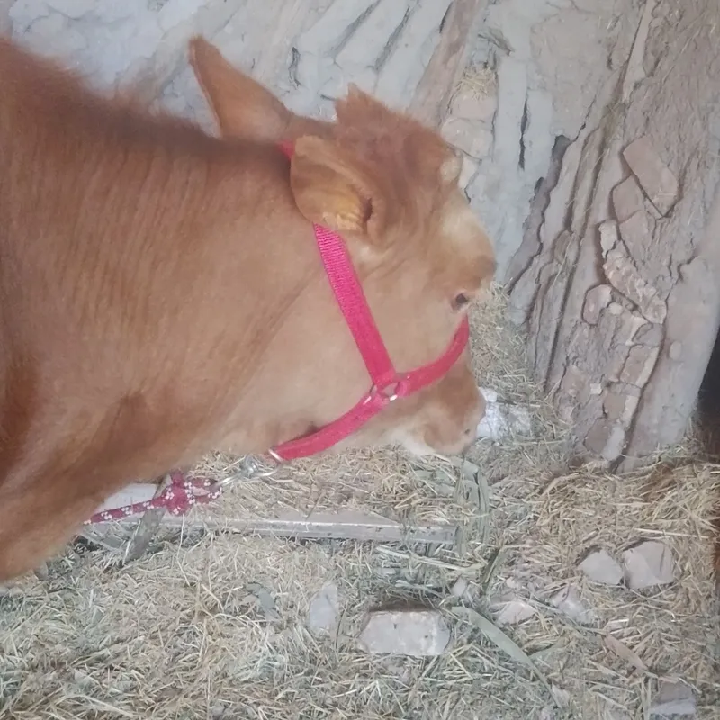Srochniyga bōgʻoz sotiladi kafolati bilan 3
