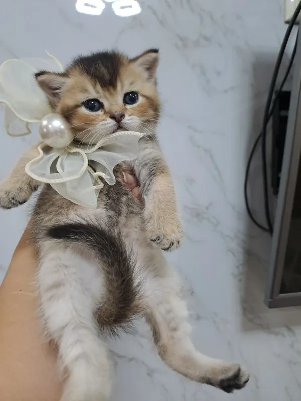 Шикарные котята от правильной вязки — фото 2