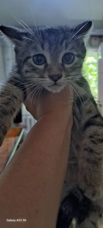 Котята в добрые руки 1 Котята в добрые руки 1