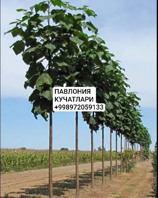Продажа красивых плодовых саженцев 6 Продажа красивых плодовых саженцев 6