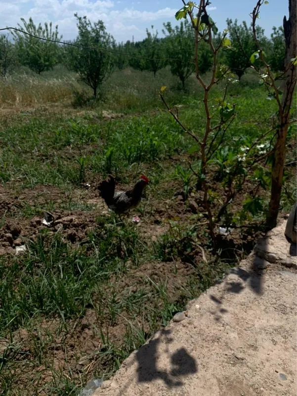 18gektar bog doimiy foydalanish uchun 2 18gektar bog doimiy foydalanish uchun 2