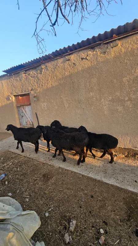 Quzi quchqorlar qurbonlikga zotga ham sotiladi 30/40/50/60/70 kiloli