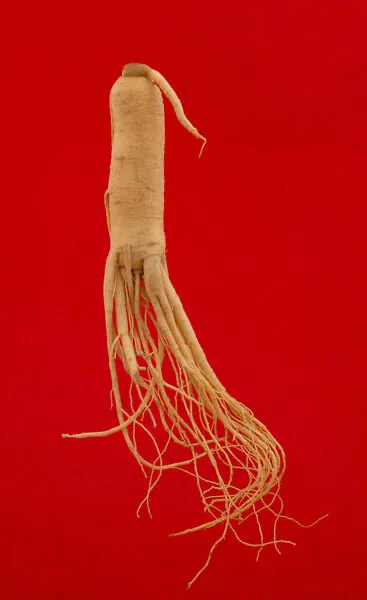 Корень женьшеня дикий(Цена за штуку) 2 Корень женьшеня дикий(Цена за штуку) 2