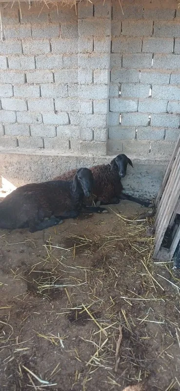 Qoyla sotiladi harxilidan bor dexqonchlik — фото 2