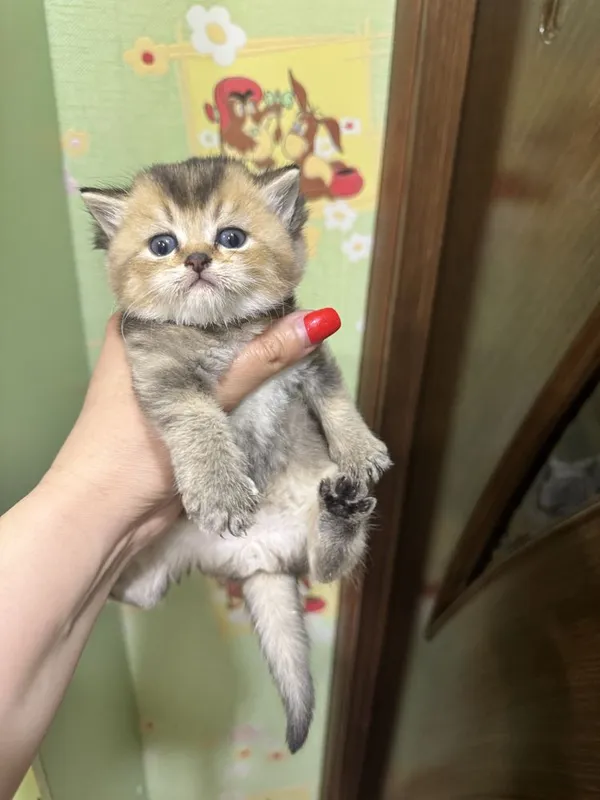 Золотая шиншилла скоттиш Фолдик