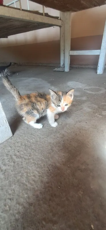 Продаются КОТЯТА 3 Продаются КОТЯТА 3
