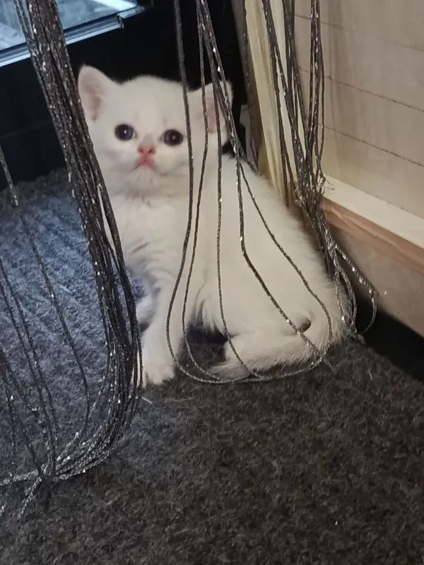 Продаётся котёнок британский 2