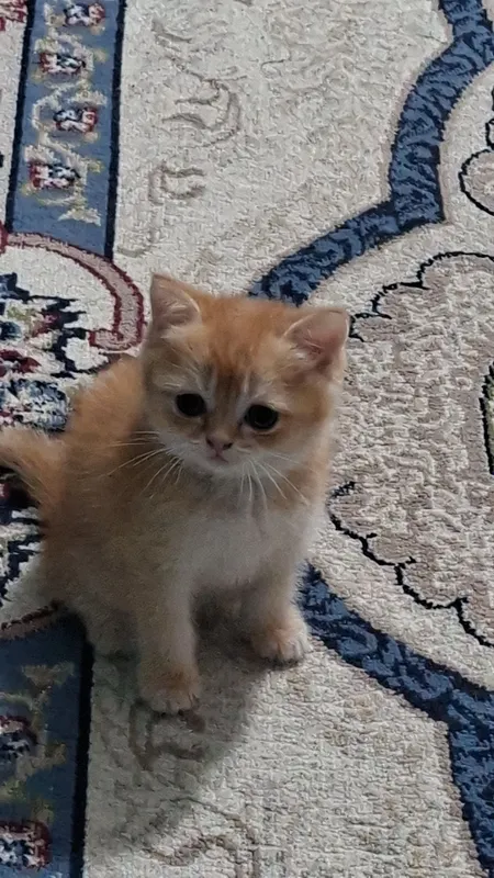 Кот и кошка британские шиншиллы 1 Кот и кошка британские шиншиллы 1