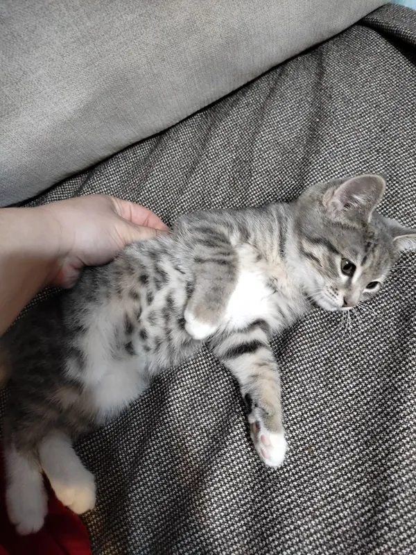 Котенок в добрые руки — фото 3