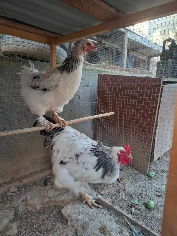 bir juft brahma tovuq va xo'roz sotiladi 1 bir juft brahma tovuq va xo'roz sotiladi 1