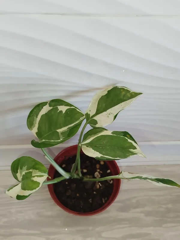 Epipremnum Enjoy 1