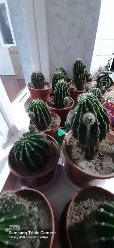 Kaktus gullar sotiladi — фото 1
