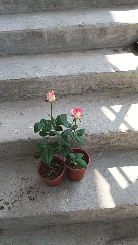 Atirgul ko'chati