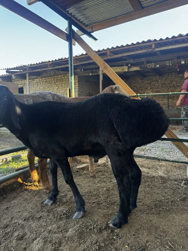 Qo’chqor 73 kilogramm — фото 1