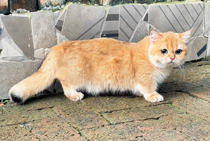 Бритаснский эксклюзив 4 Бритаснский эксклюзив 4