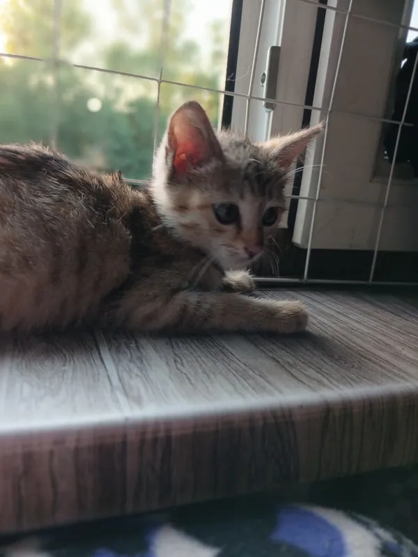 Пристаивается котенок- девочка 3 месяца