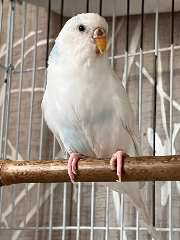 Tayyor Moda (ayol) Valnistiy papugay Totiqush qizbola — фото 1