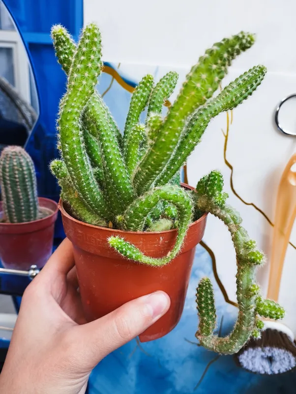 kaktus