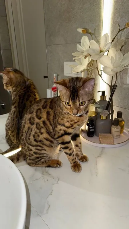 Кошка бенгальская Кошка бенгальская